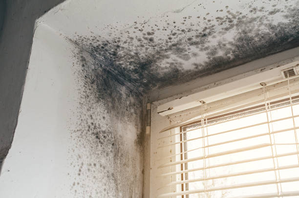 Affordable Mold Remediation solutions in Fairfax, VA